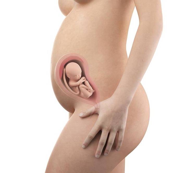 27 неделя беременности - что происходит с мамой и малышом в животе